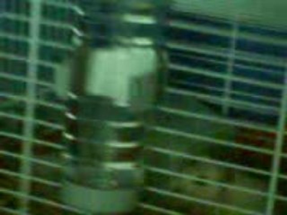 mes premier jour a la maaison ( gerbille junior )