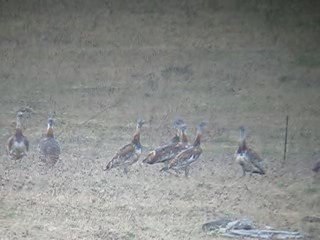 Great Bustards