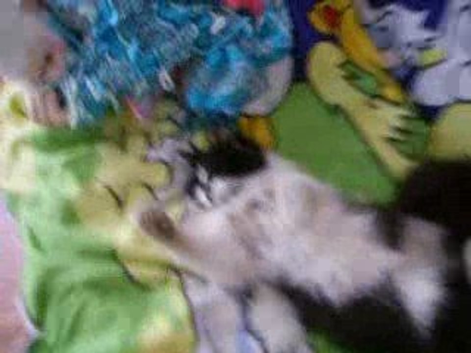 maailma nunnum kiisu