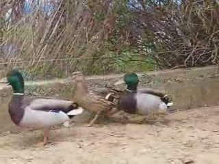 canard colvert