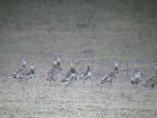 Great Bustards