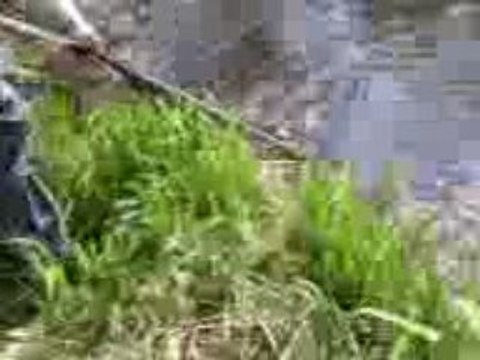 Une carpe miroir peche dans etang de la mairie de lardy