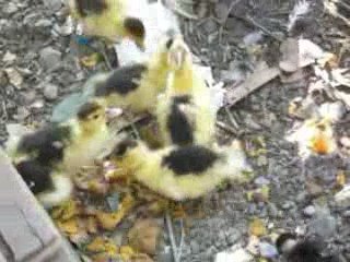 Ducks and chicken ( patitos y pollitos)