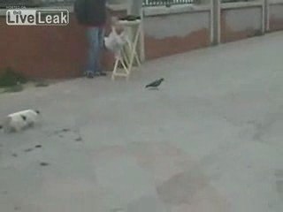 Cats Bitter Disappointment After Sneaking Up On Pigeon.