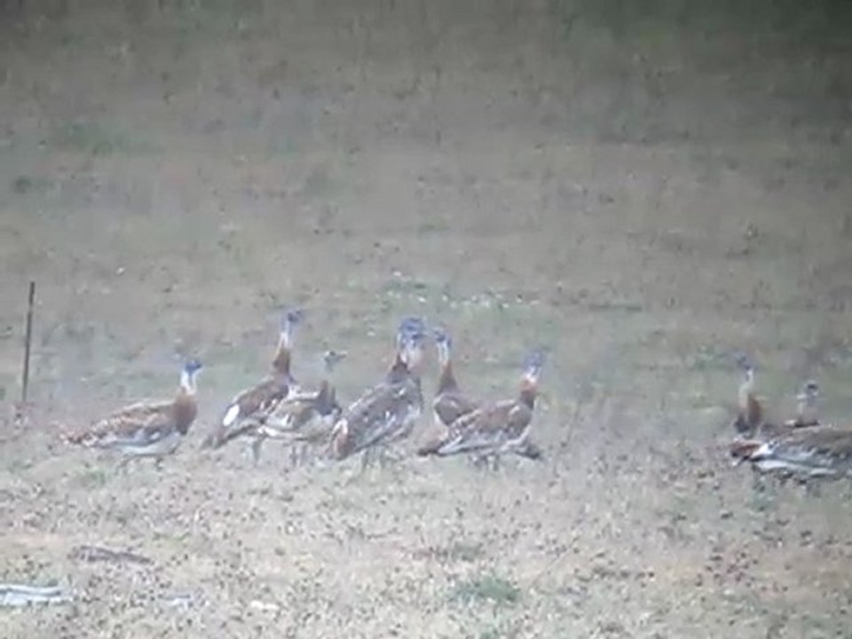 Great Bustards