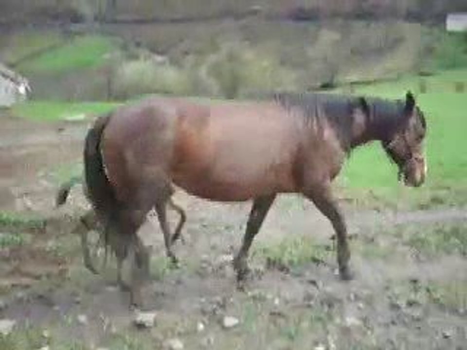 La beauté dans le gd pré