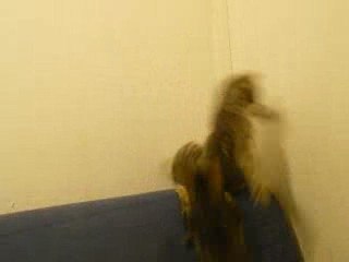 Diamant et Speedie, Fouras, 28 mars 2009