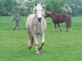 Video cheval 019