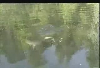 Attaque gros brochet