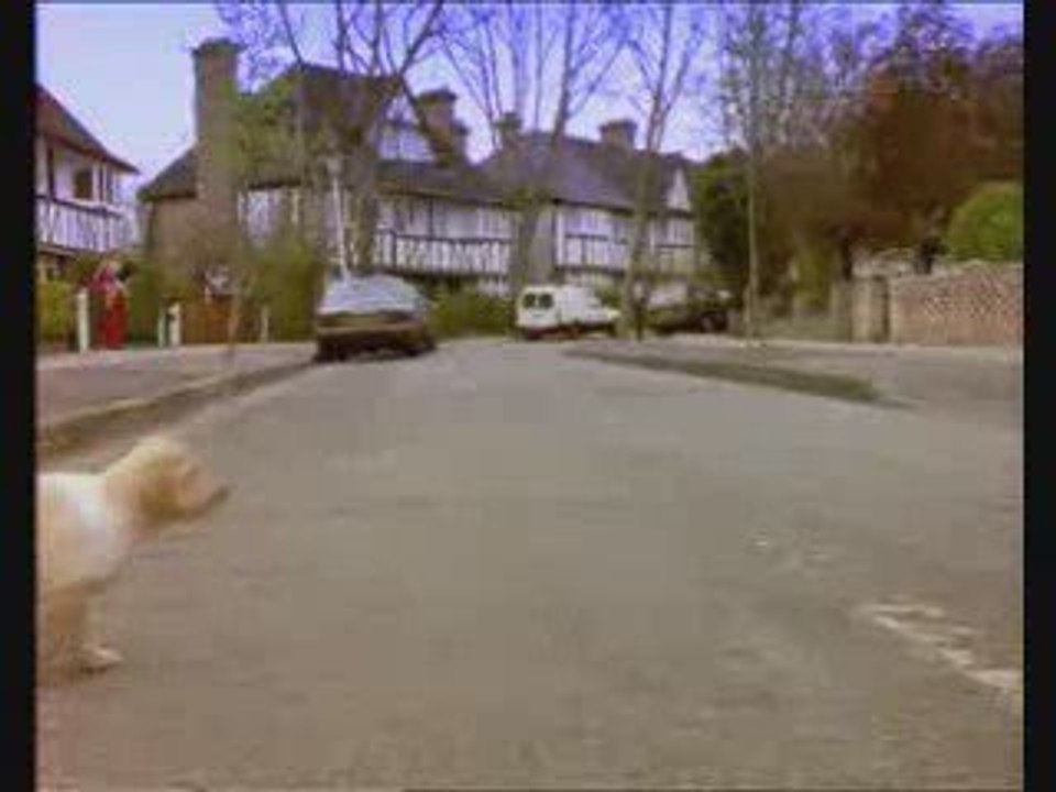 Gentil-petit-chien-chien