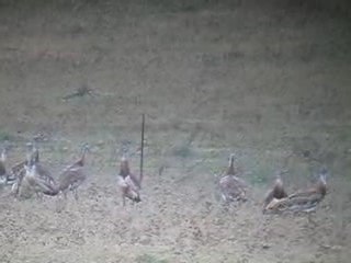 Great Bustards