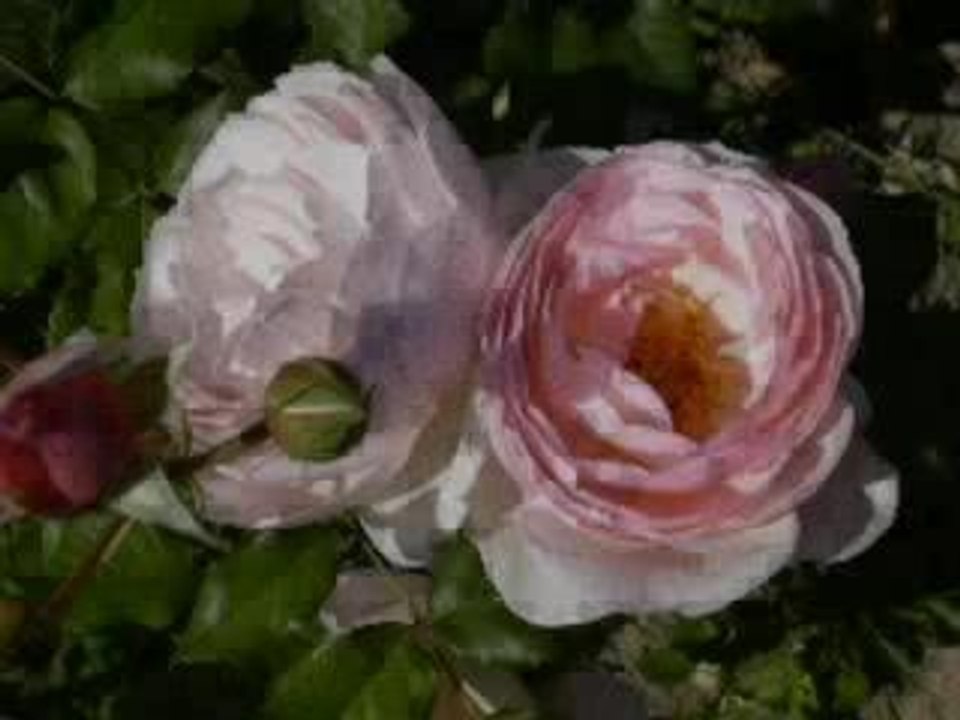 Le jardin de Maman