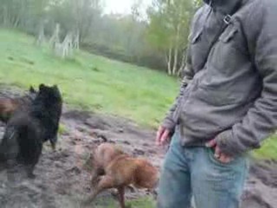 ecole du chiot sortie au centre equestre