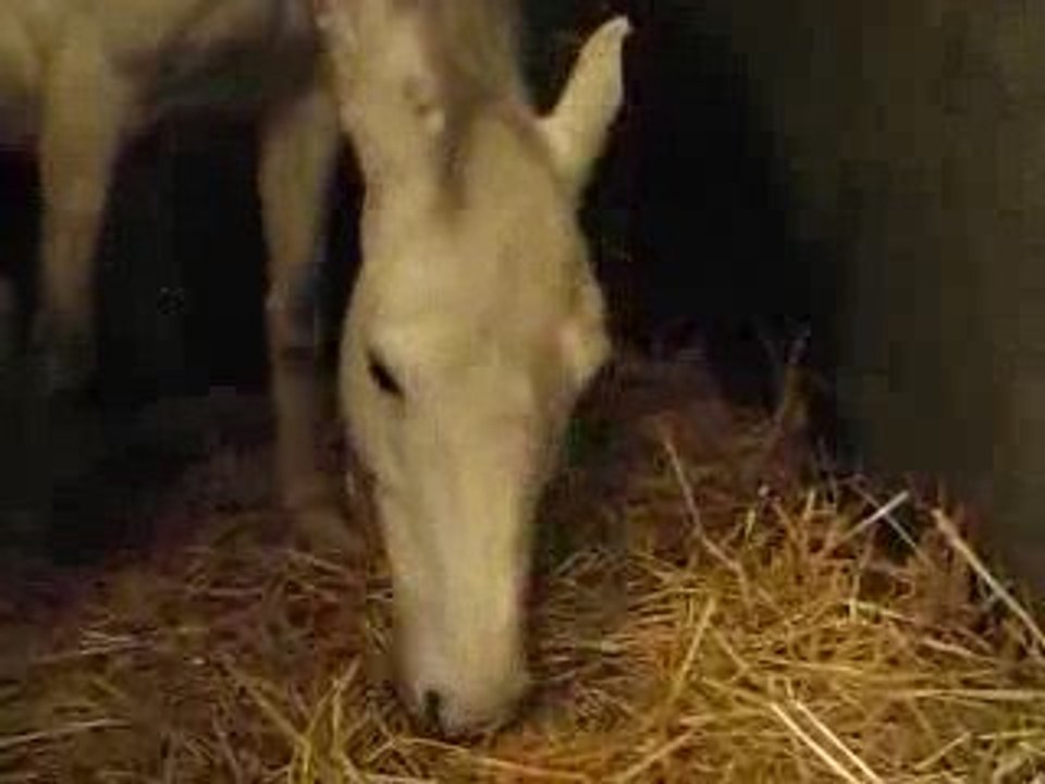 Eurydis dans son box