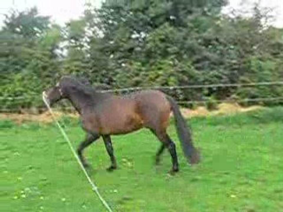 Sibélius longé en caveçon