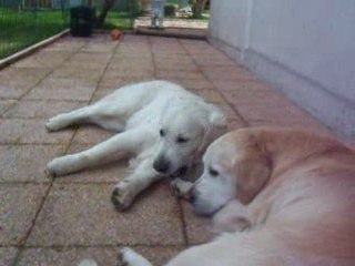 calins-calins