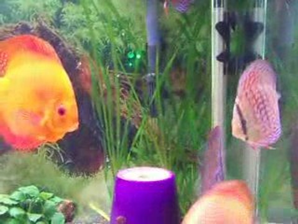 Video 19 001