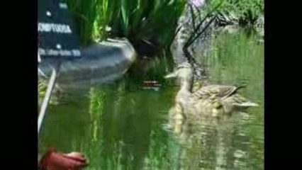 Camileo P30 ... et canards HD