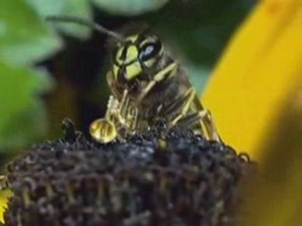 LES ANIMAUX EN FOLIE CLIP MUZIK HUMOUR REMIX ANIMALS FUN HQ