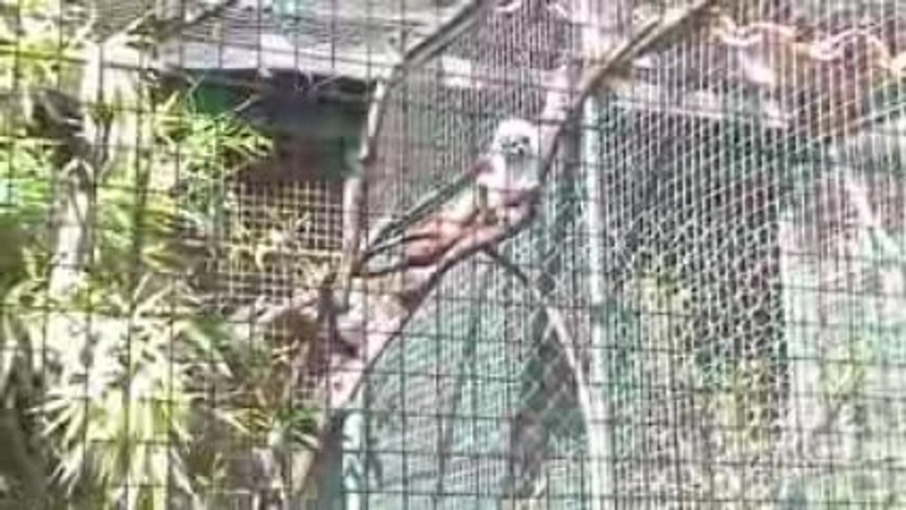 Les singes
