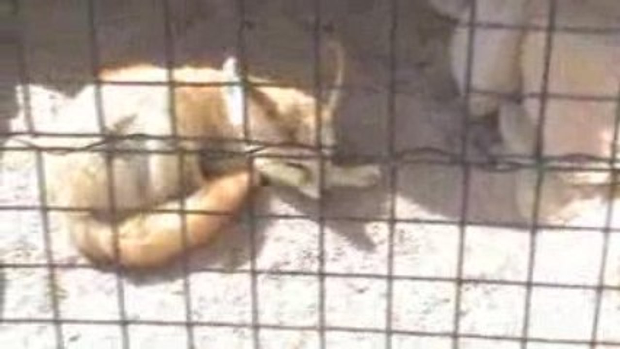 Le fennec