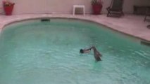 Les canards de piscine
