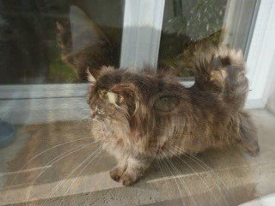 Famille chats, maison des chats