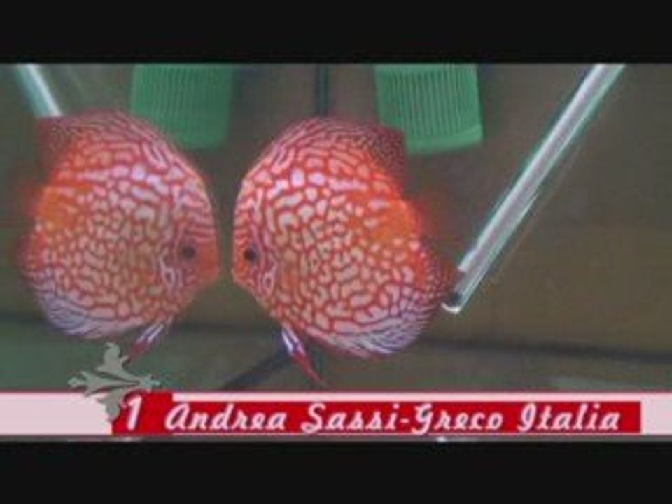 Winners pigeon blood discus duisbourg 2008