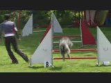 Buck  agility st saturnin