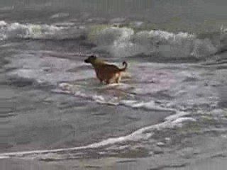 Malinois labrador à la plage