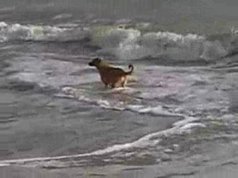 Malinois labrador à la plage
