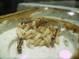 CAMPONOTUS FELLAH AVEC SON COUVAIN