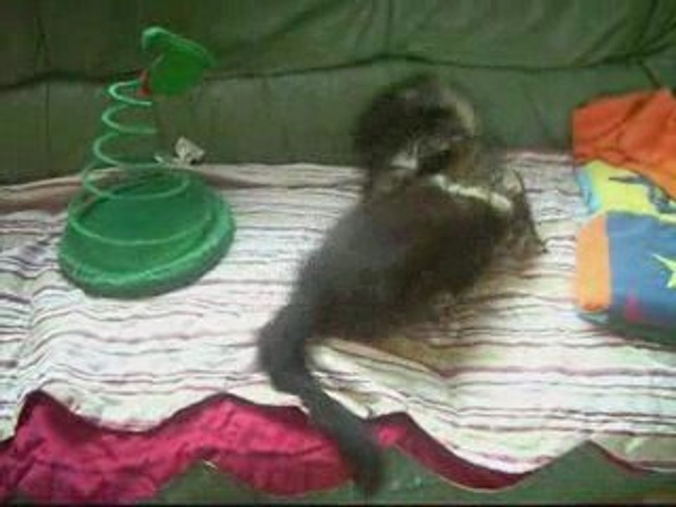 Maine coon Erine et Eliya (3 mois)