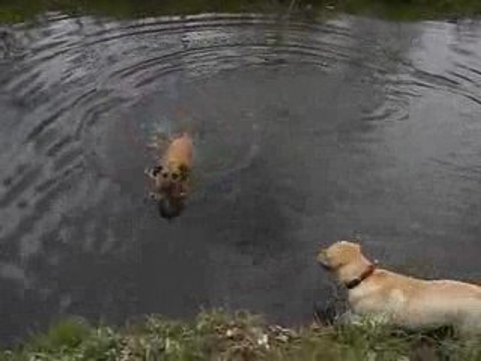 Malinois labrador La Détente