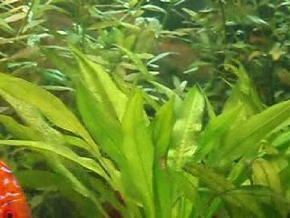 Discus malade 12