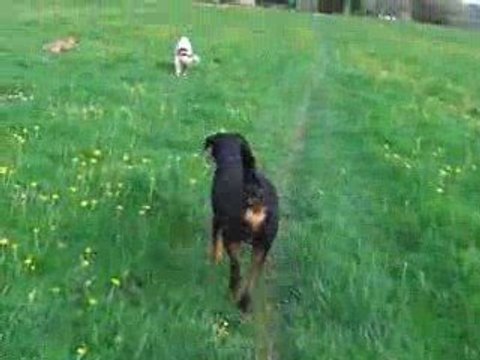 Malinois Labrador Poumiers