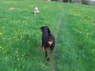 Malinois Labrador Poumiers