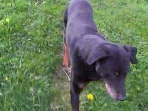 Malinois Labrador Poumiers 2