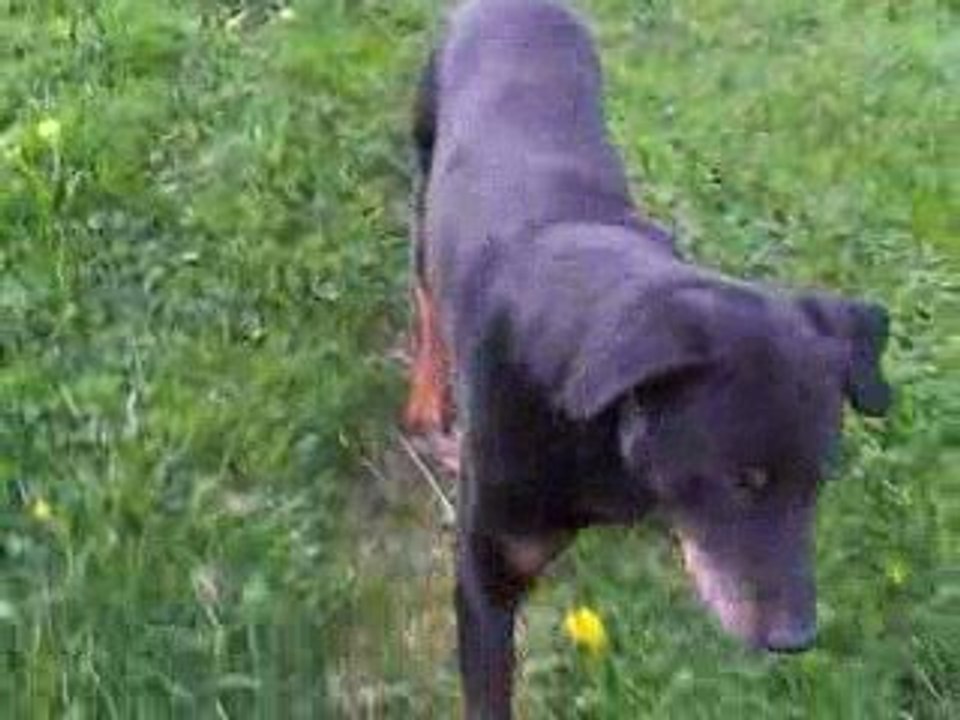 Malinois Labrador Poumiers 2