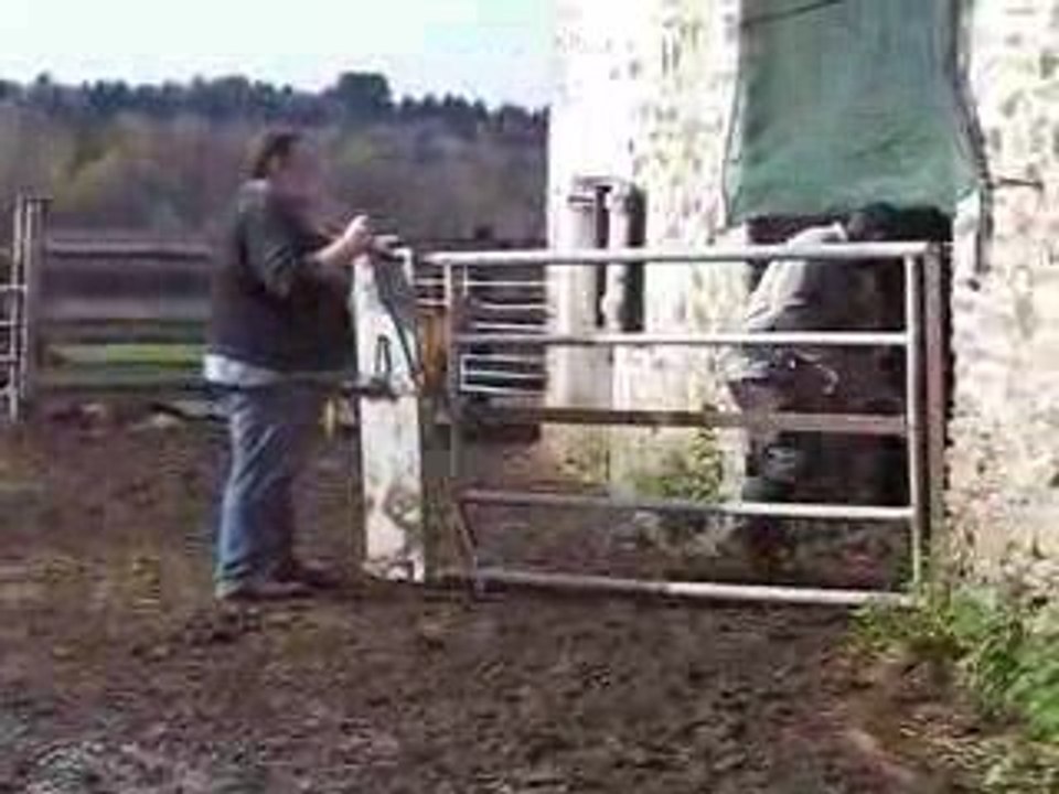 Le sevrage des veaux