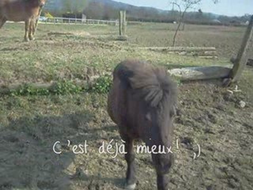Crevette saute