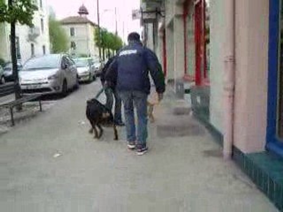 Dixie et walid la course