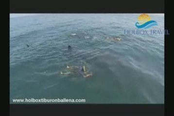 tiburo ballen en holbox