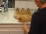 Après le Bain brushing  de Foxy