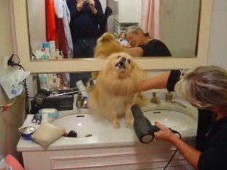 Fin du brushing Foxy ... et fin de la sieste !