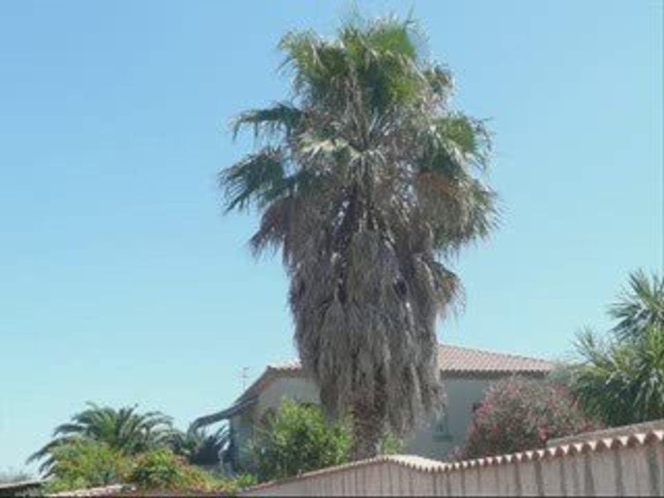 South Central Cartel - My Hood, Yo Hood (Ft Daz Dillinger)