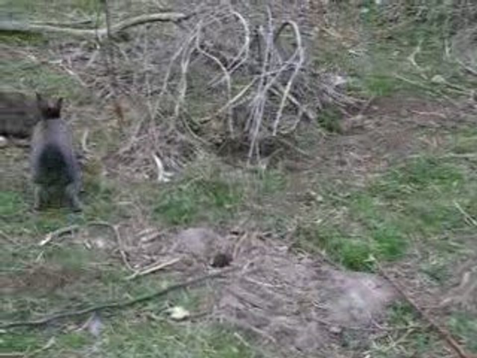 Feral Bunnies Scrapping Nanaimo April 18, 2009