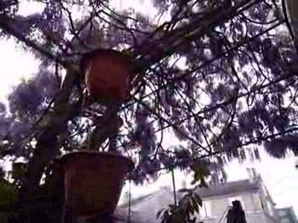 la glycine de soysic