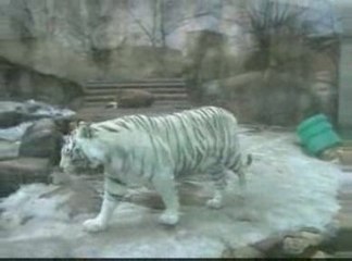 The Moscow zoo. Московский зоопарк