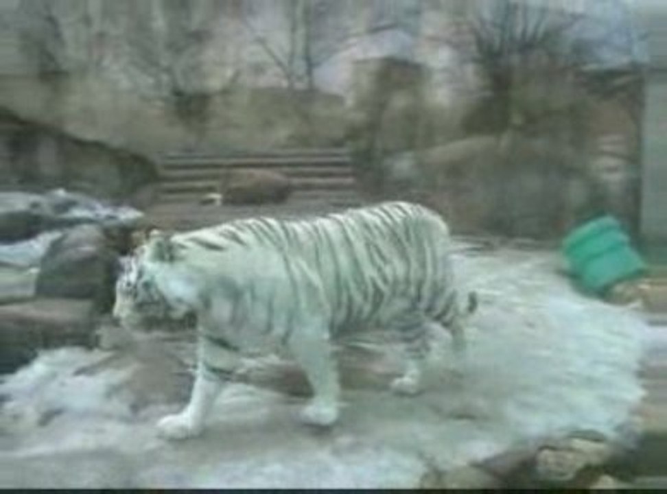 The Moscow zoo. Московский зоопарк